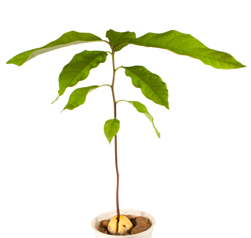 irrigation system garden